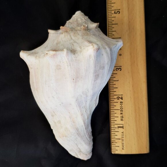 Large Conch Seashell/ real 5" shell - Picture 6 of 6